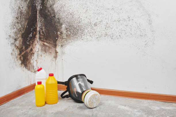 Best Basement Mold Remediation in Springs, NY